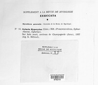 Xylaria hypoxylon image